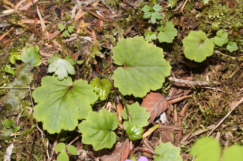Primula tosaensis var. brachycarpa photo 5