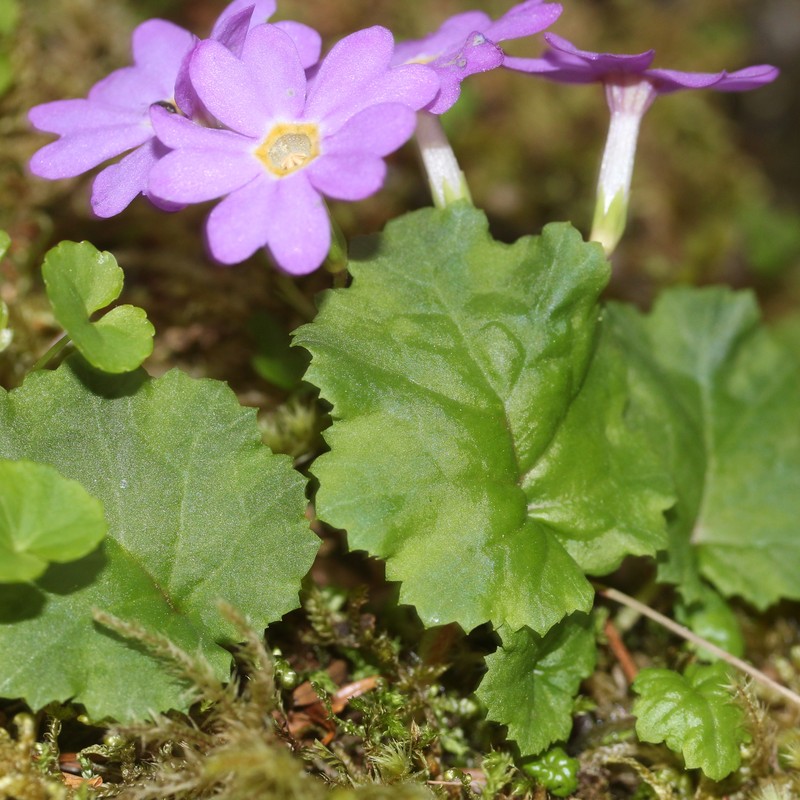 Primula tosaensis var. brachycarpa photo 6