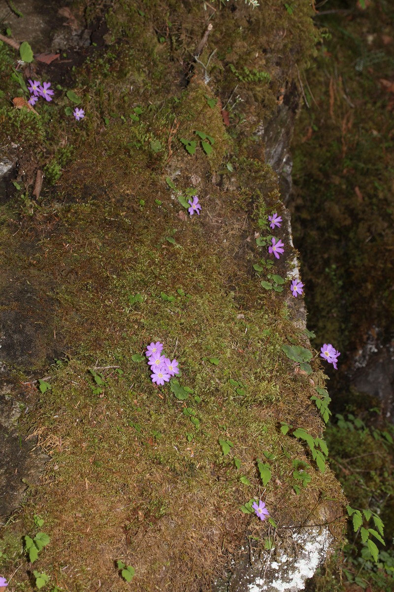 Primula tosaensis var. brachycarpa photo 7