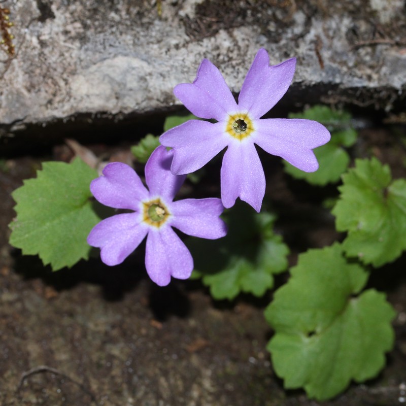 Primula tosaensis var. brachycarpa photo 8