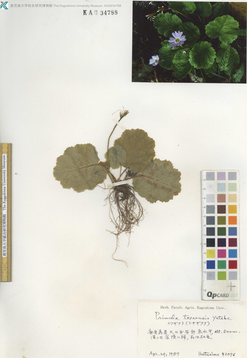 Primula tosaensis var. tosaensis