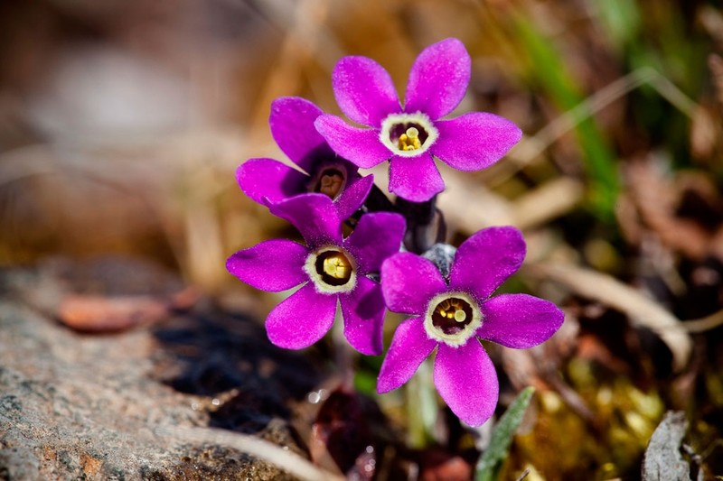 Chukchi Primrose photo 4
