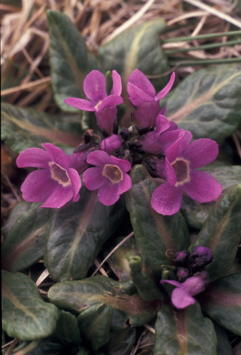 Chukchi Primrose photo 2