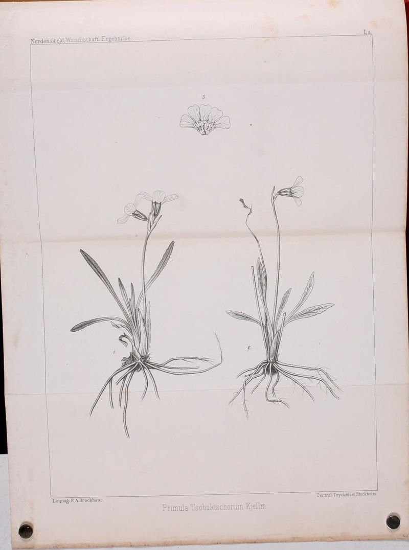 Chukchi Primrose photo 3