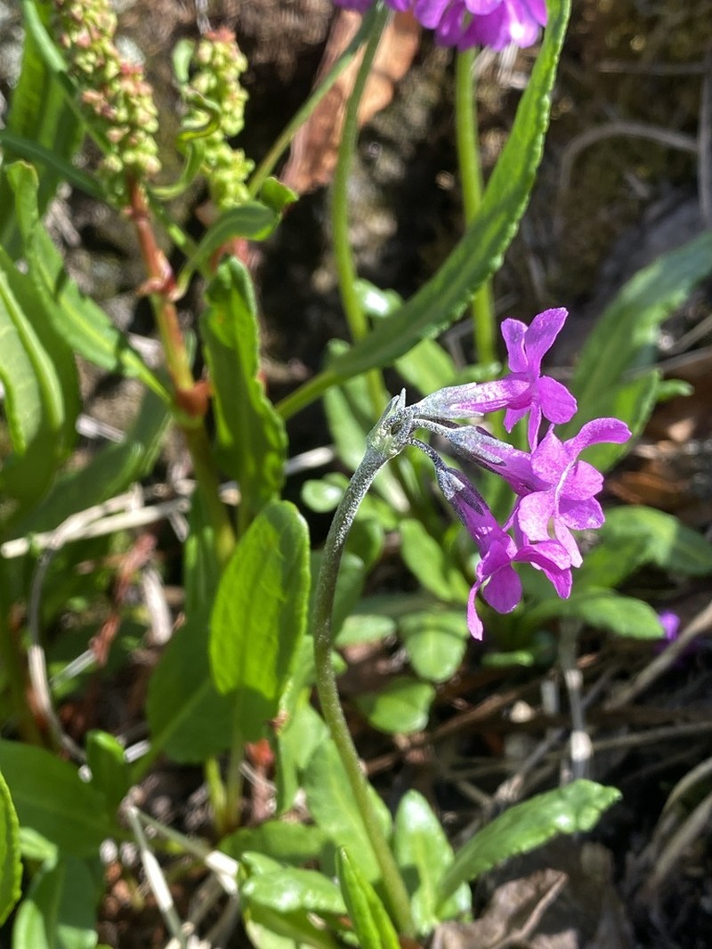 Chukchi Primrose