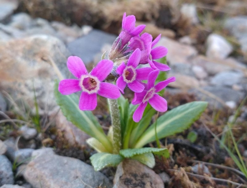 Chukchi Primrose photo 2