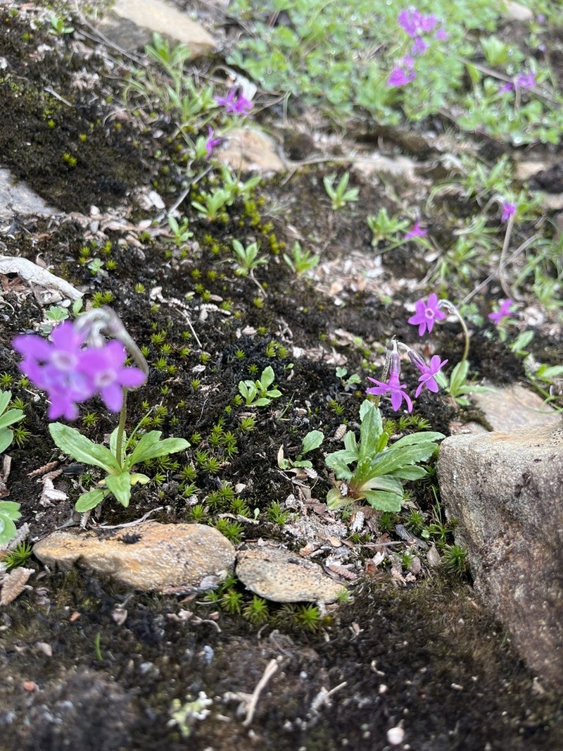 Chukchi Primrose photo 3