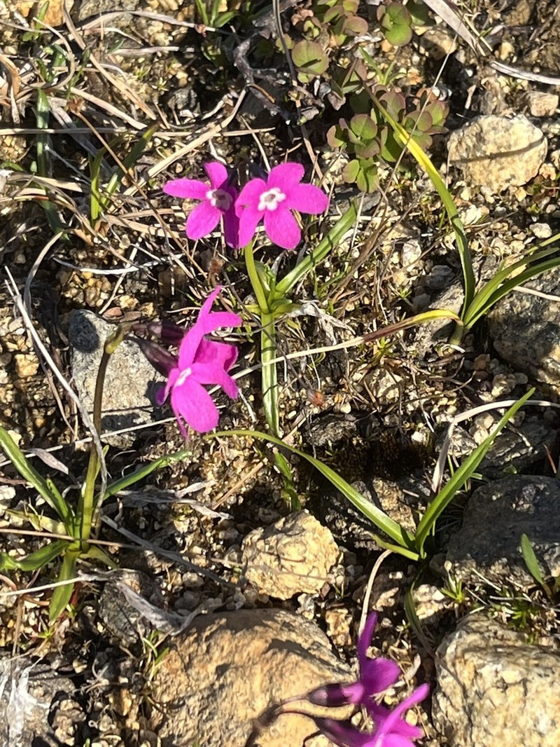 Chukchi Primrose photo 4