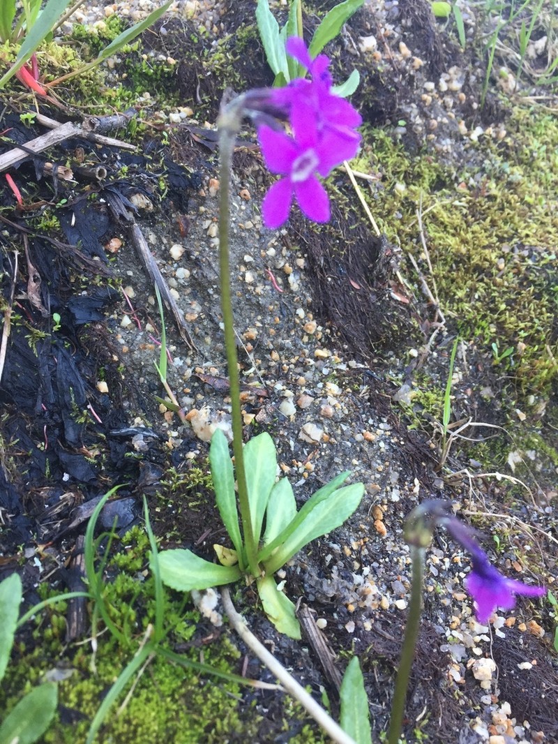 Chukchi Primrose photo 5