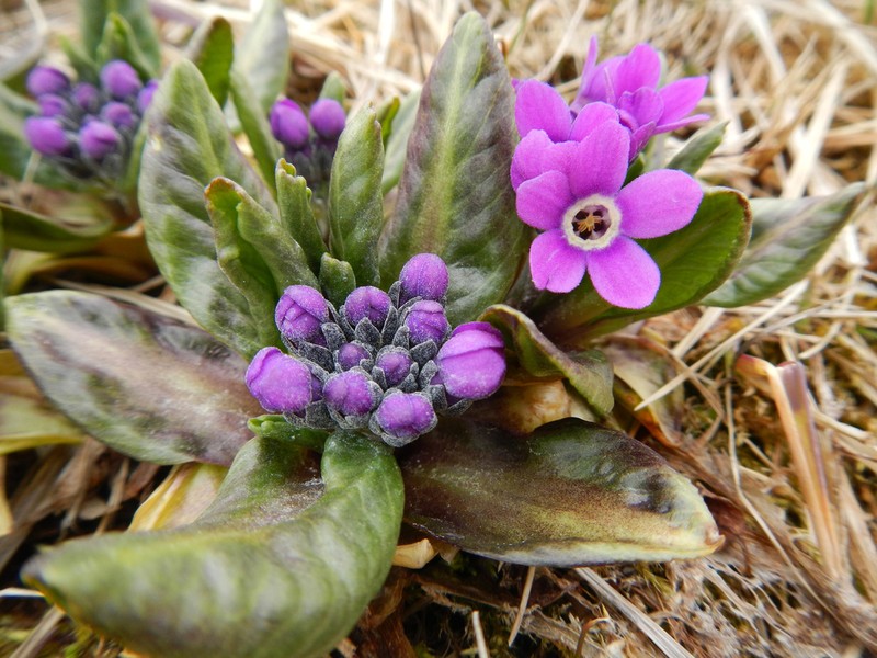 Chukchi Primrose photo 6