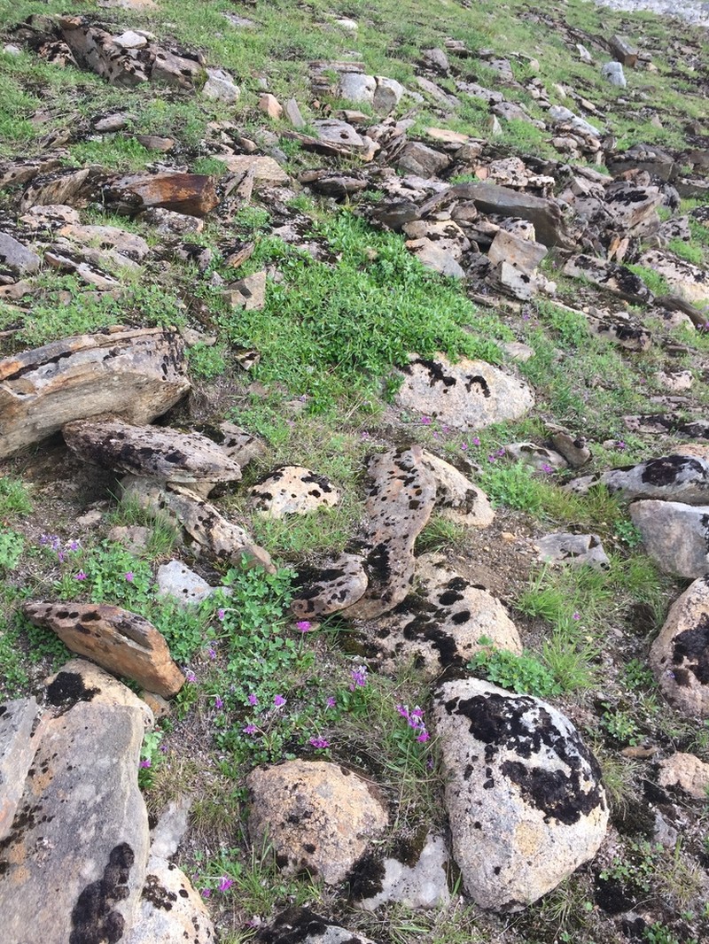 Chukchi Primrose photo 7