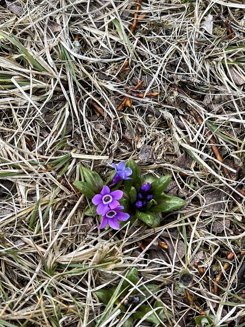 Chukchi Primrose photo 8