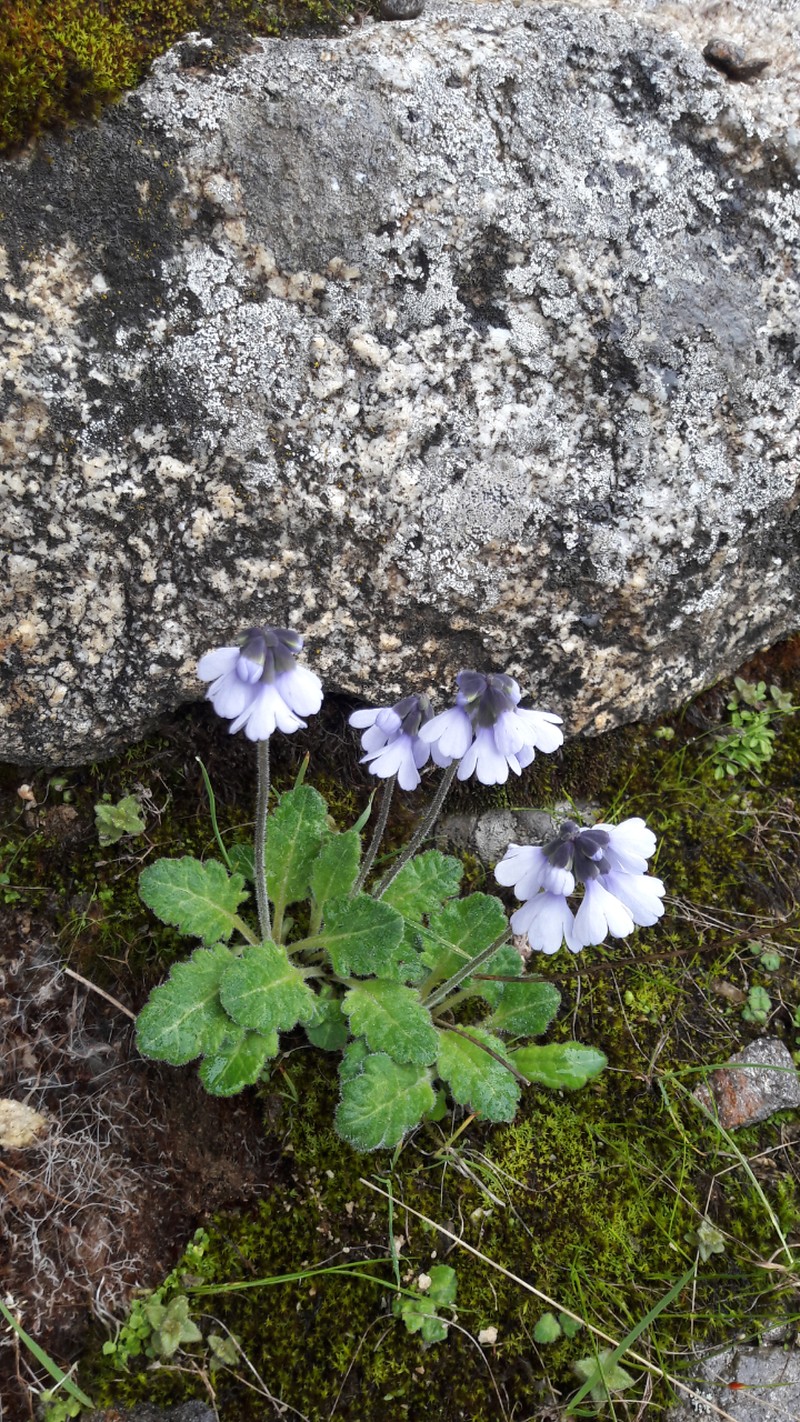 Primula umbratilis var. alba