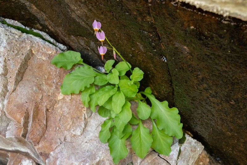 Primula utahensis photo 2