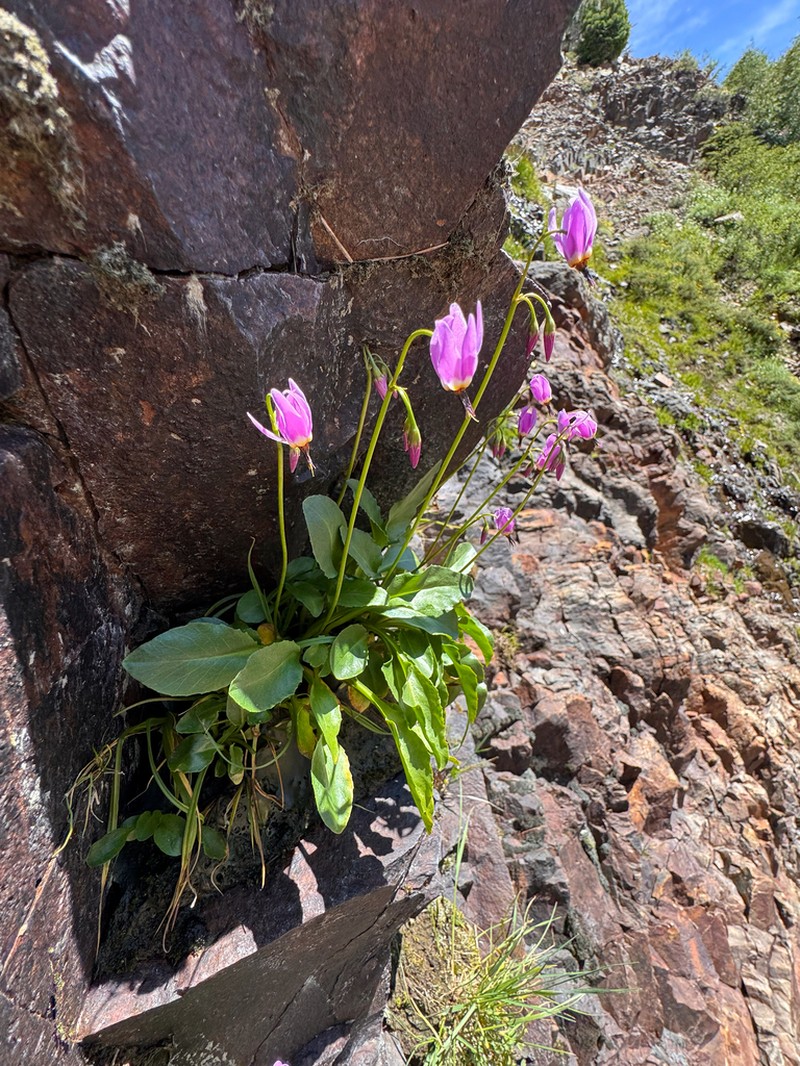 Primula utahensis photo 3