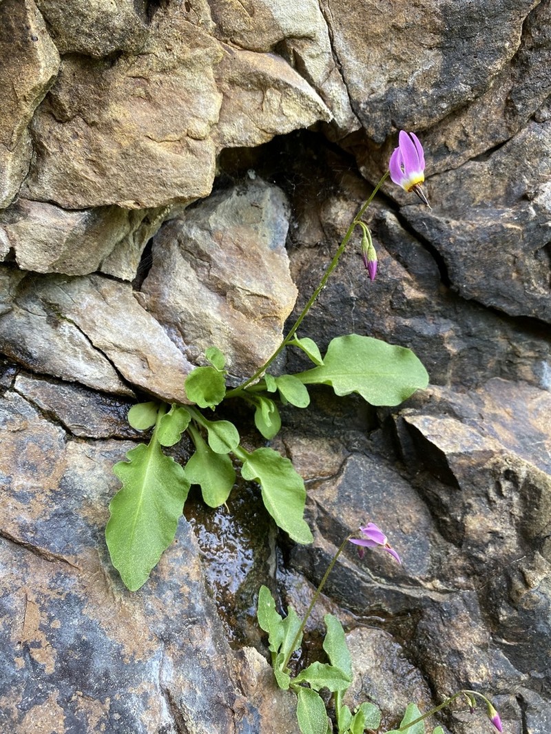 Primula utahensis photo 4