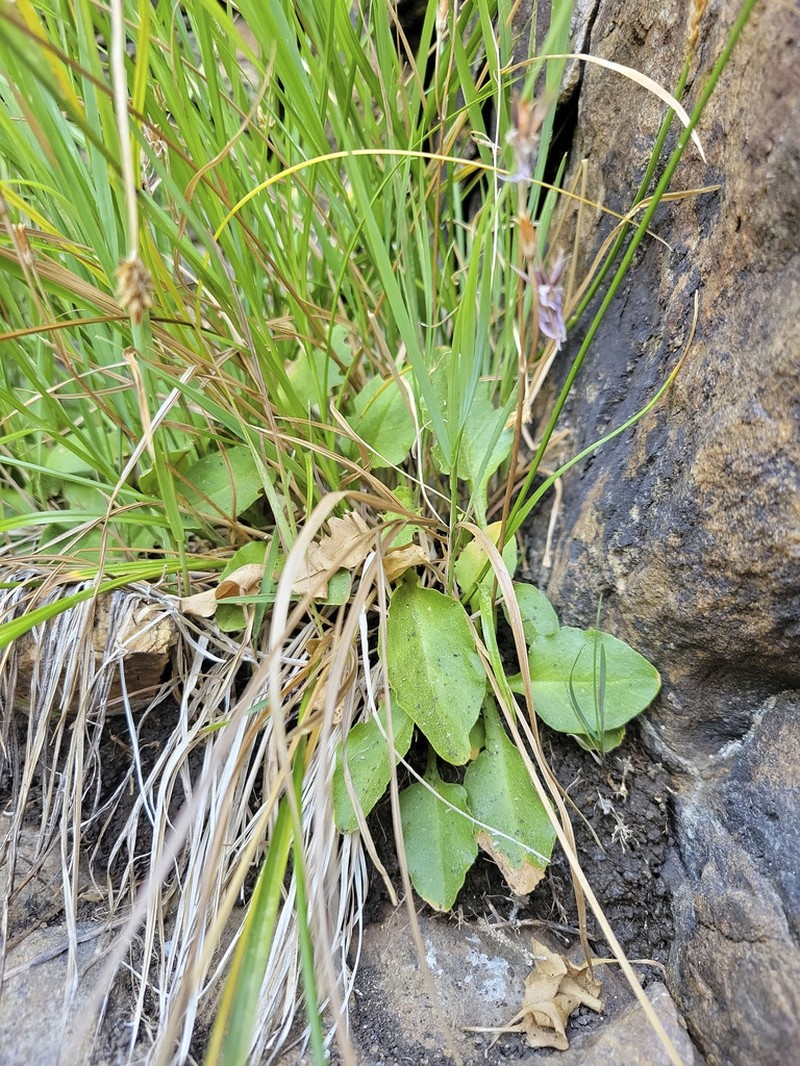 Primula utahensis photo 5