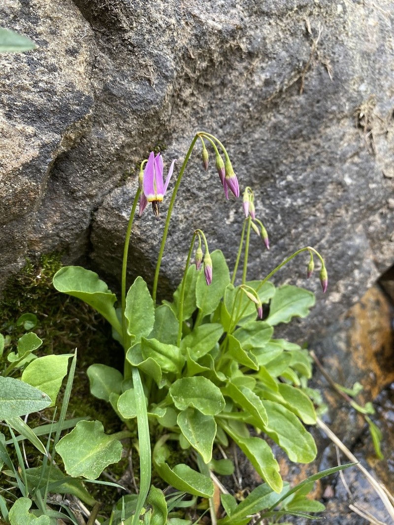 Primula utahensis photo 6
