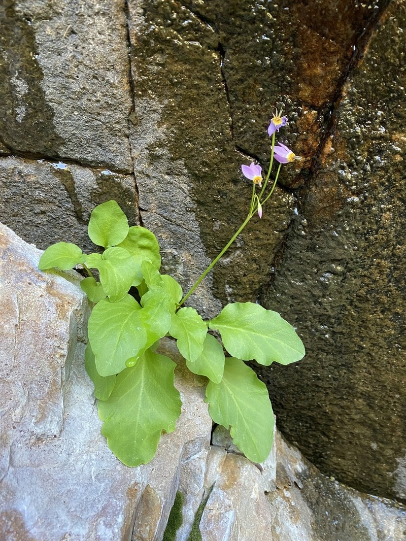 Primula utahensis photo 7