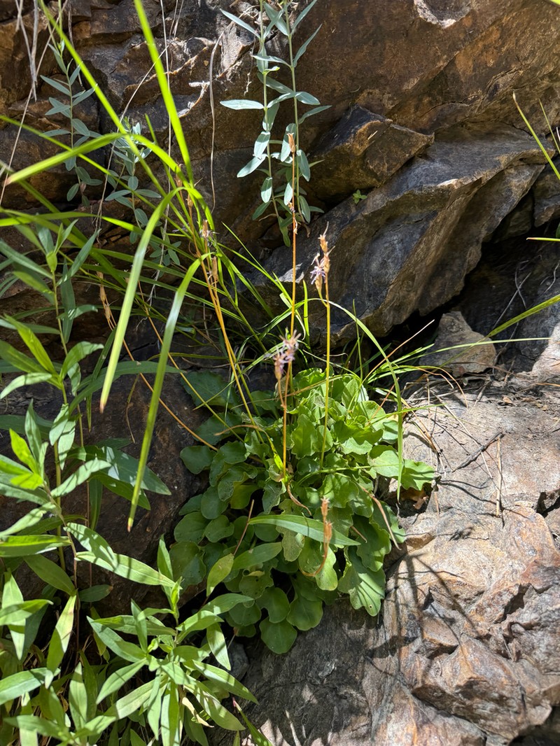 Primula utahensis photo 8