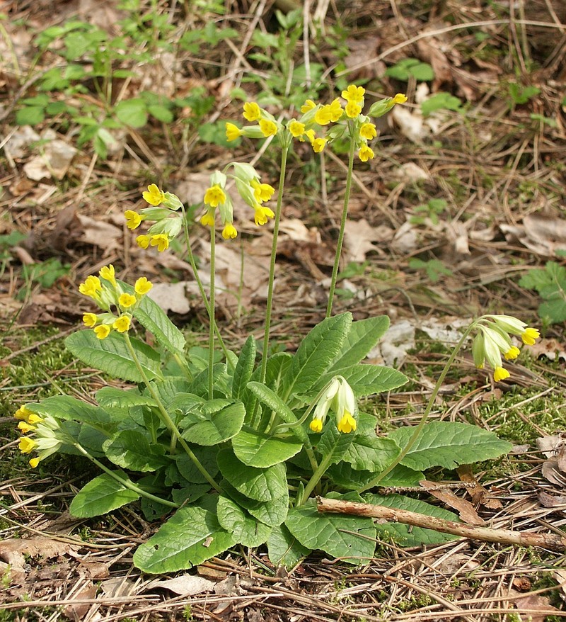 Cowslip Primrose