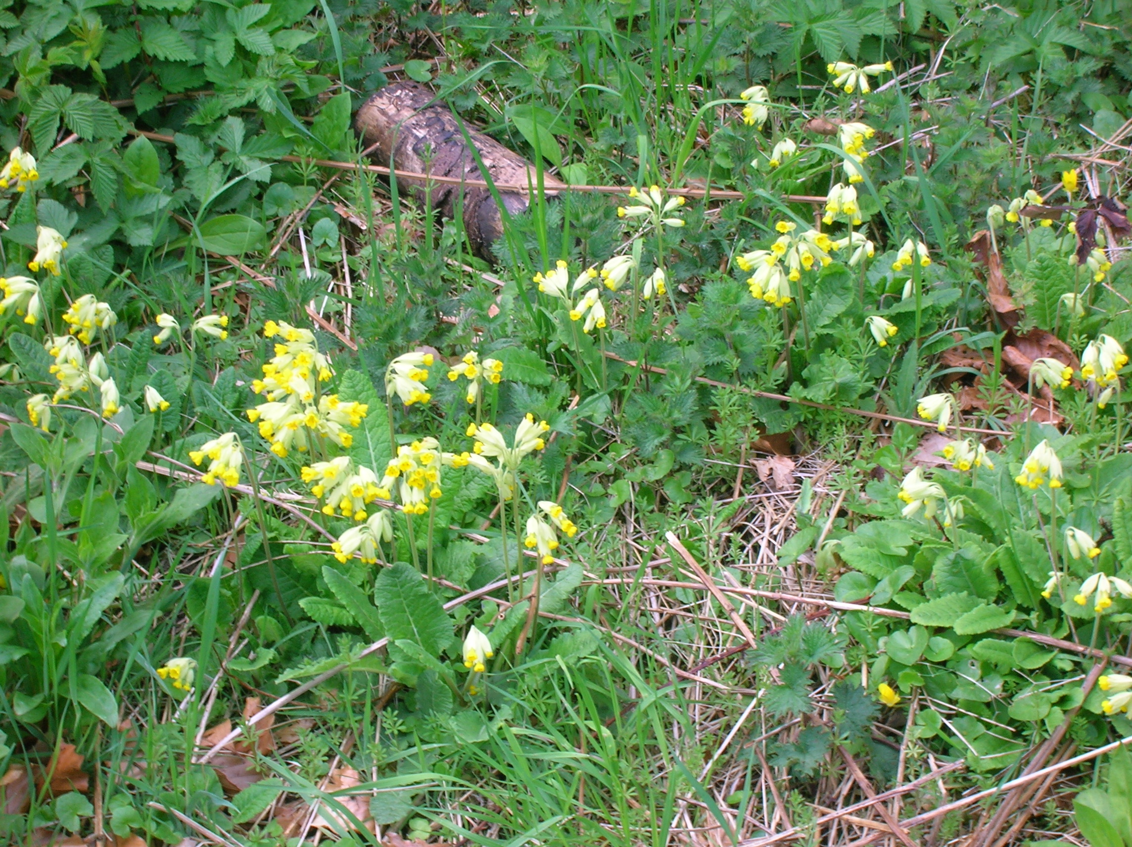 Cowslip Primrose photo 5