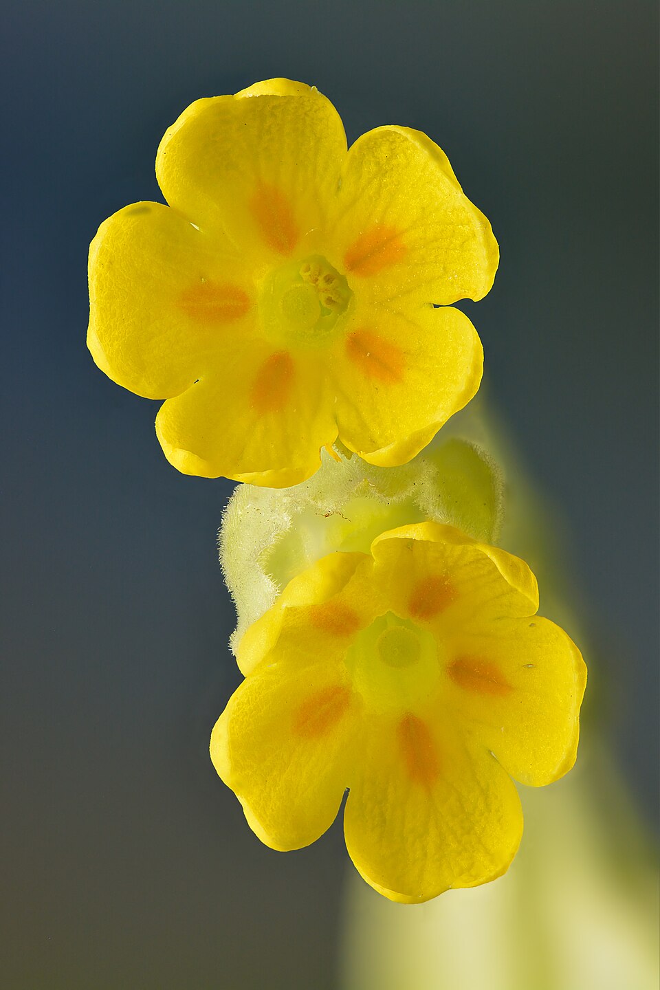Cowslip Primrose photo 7