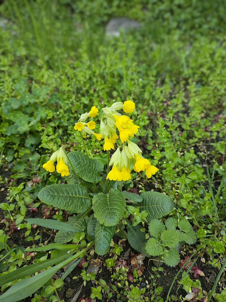 Cowslip Primrose photo 8