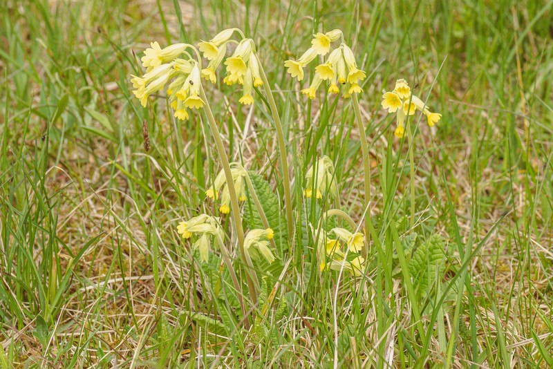 Cowslip Primrose photo 2