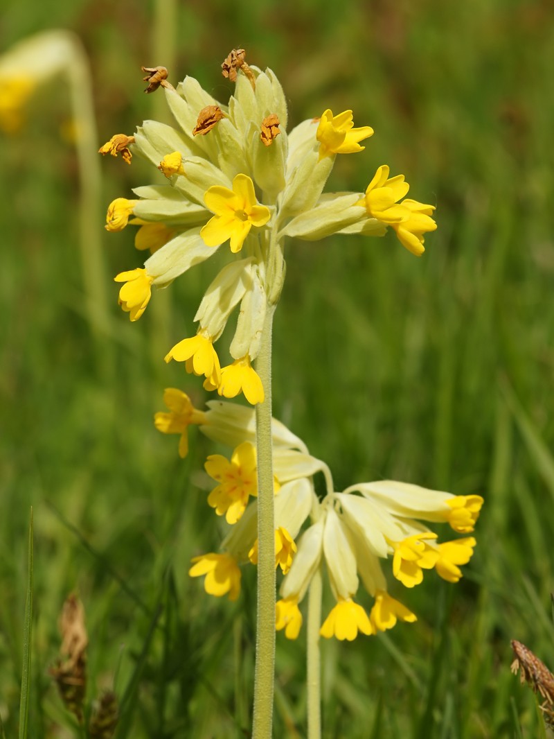 Cowslip Primrose photo 3