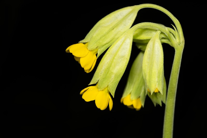 Cowslip Primrose photo 4