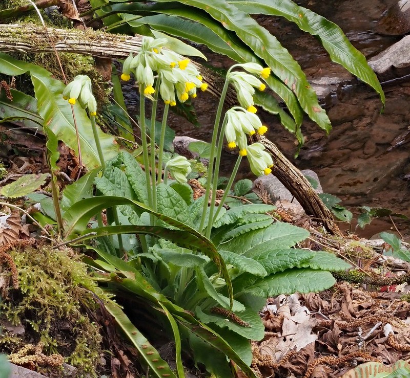 Primula veris subsp. veris