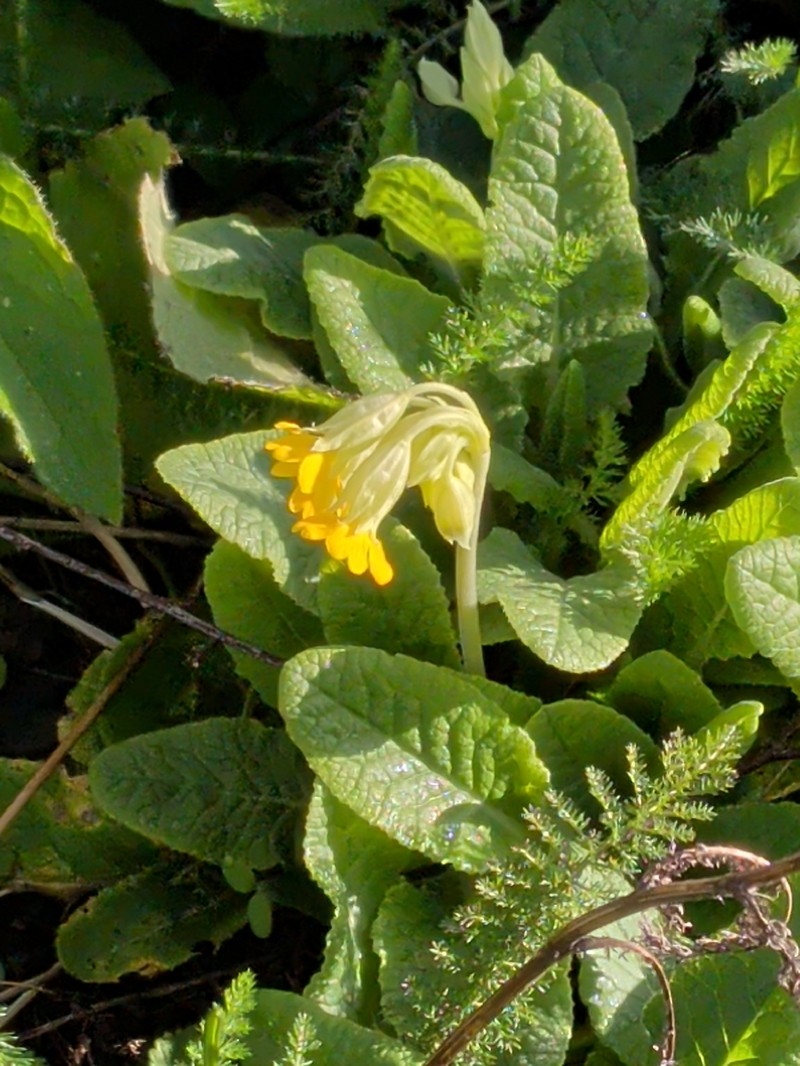 Primula veris subsp. veris photo 2