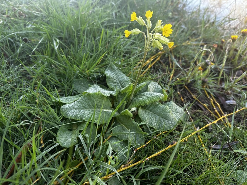 Primula veris subsp. veris photo 3