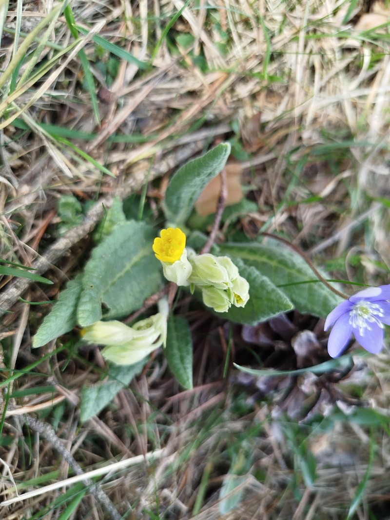 Primula veris subsp. veris photo 4