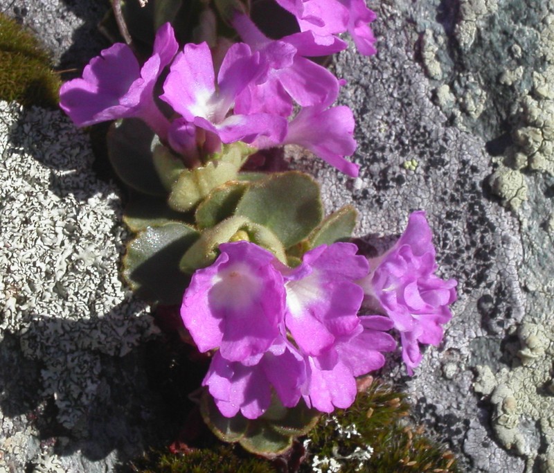 Primula villosa subsp. villosa