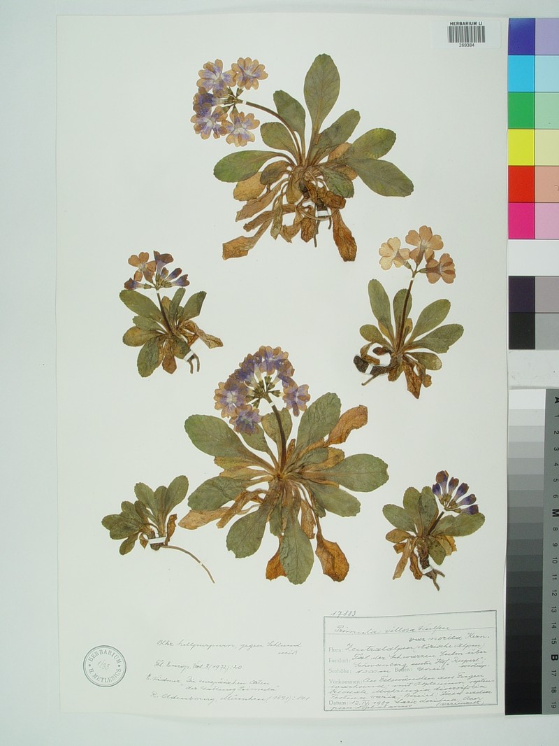 Primula villosa subsp. villosa photo 2