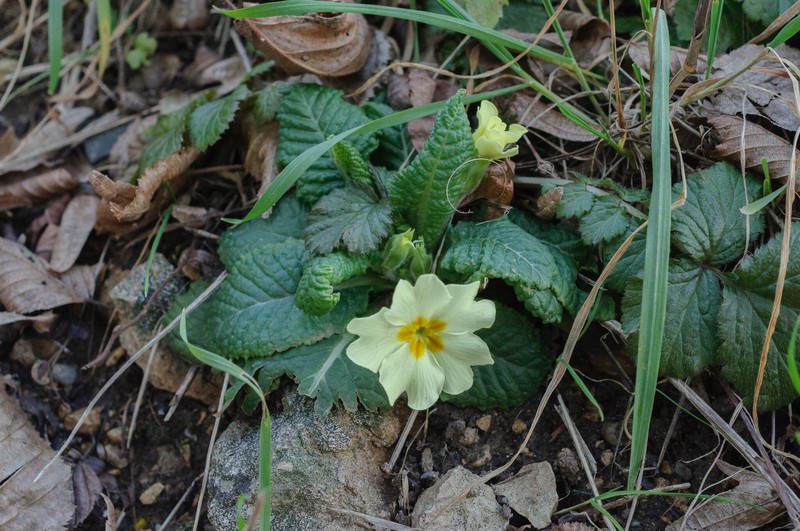 Primula vulgaris subsp. vulgaris