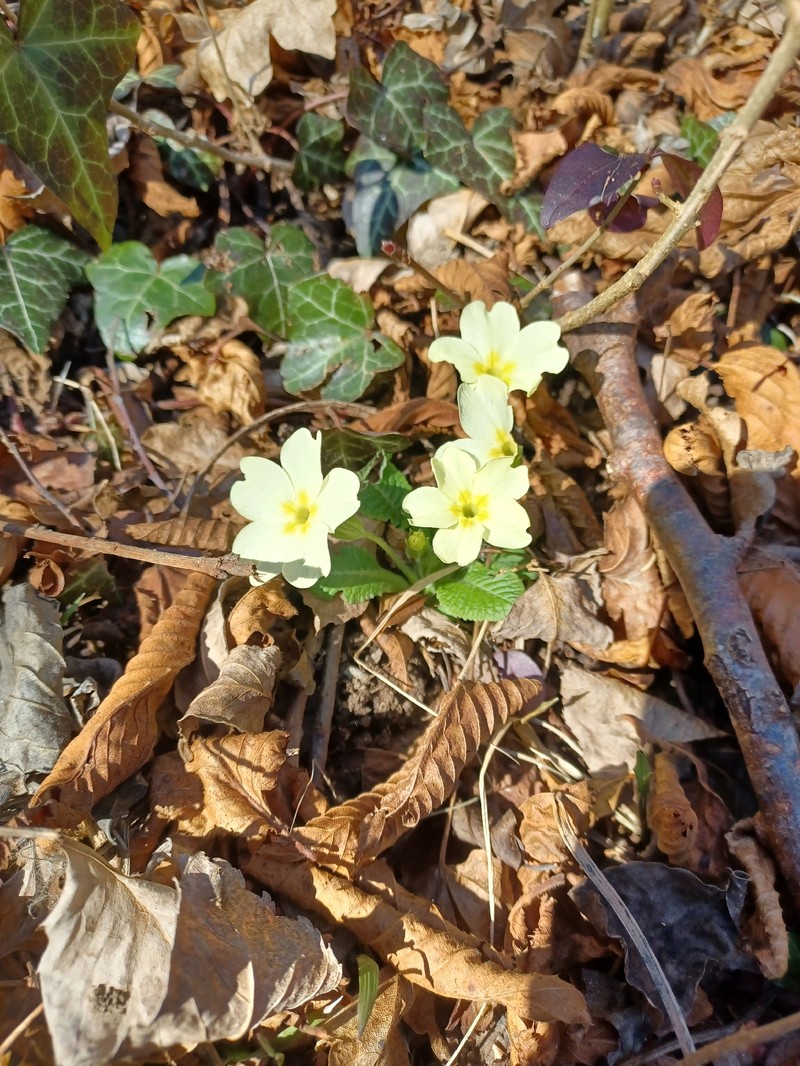 Primula vulgaris subsp. vulgaris photo 2
