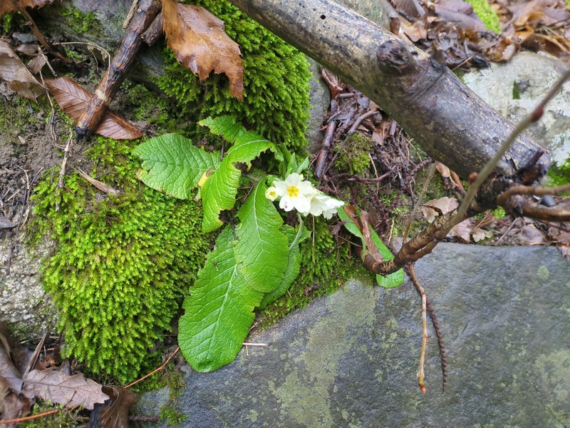 Primula vulgaris subsp. vulgaris photo 3