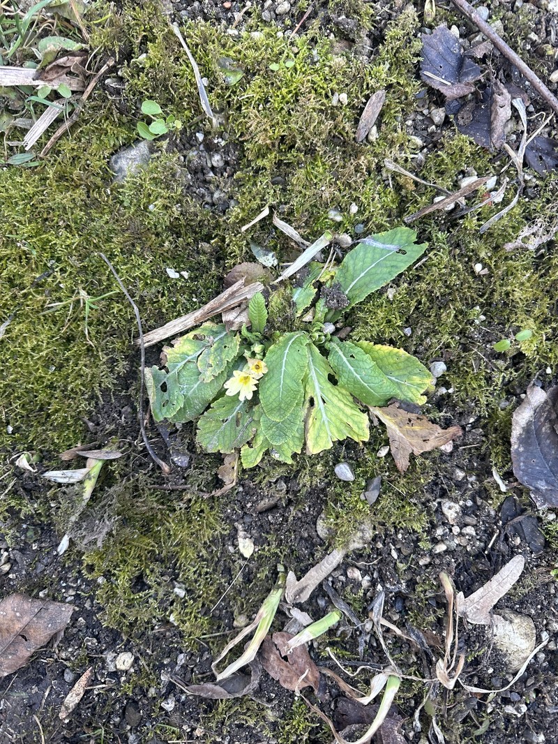 Primula vulgaris subsp. vulgaris photo 4
