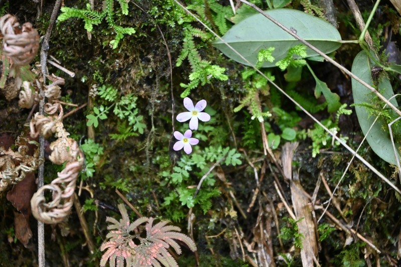Primula wannanensis