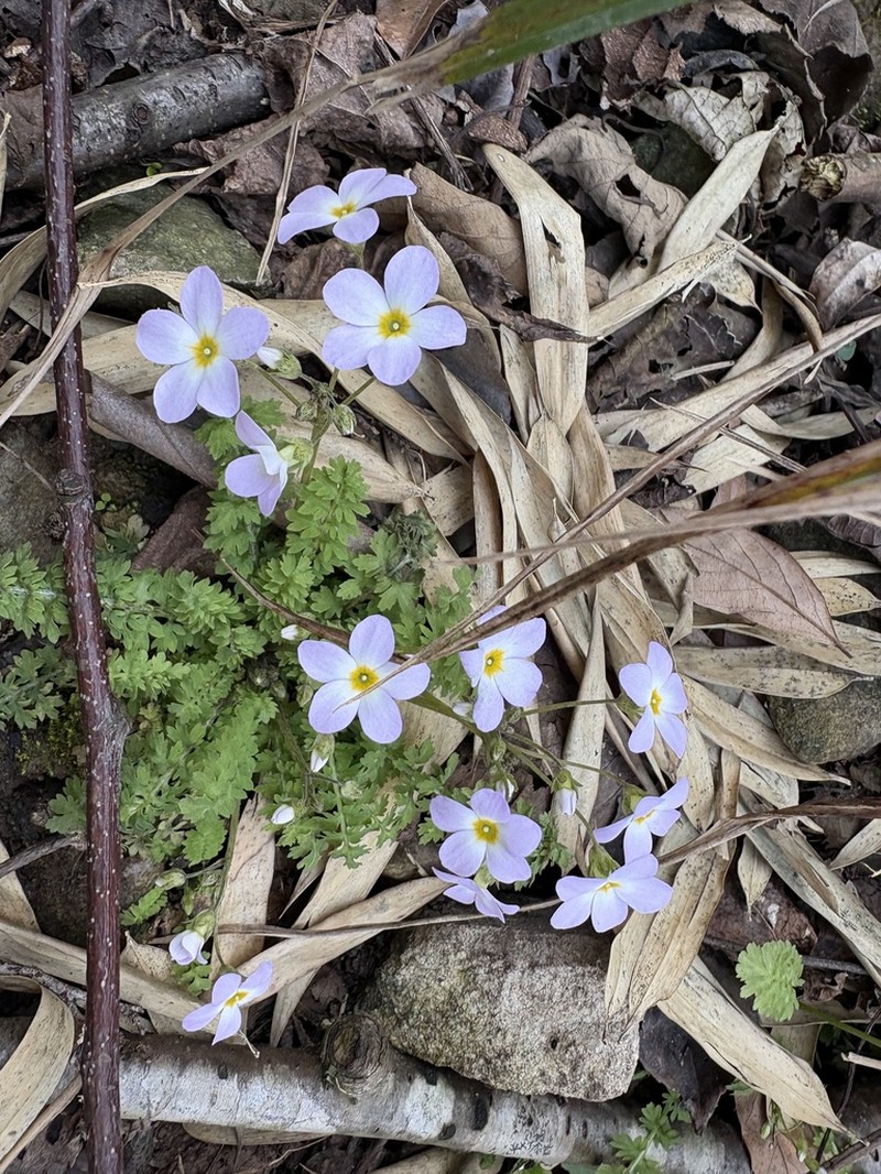 Primula wannanensis photo 2