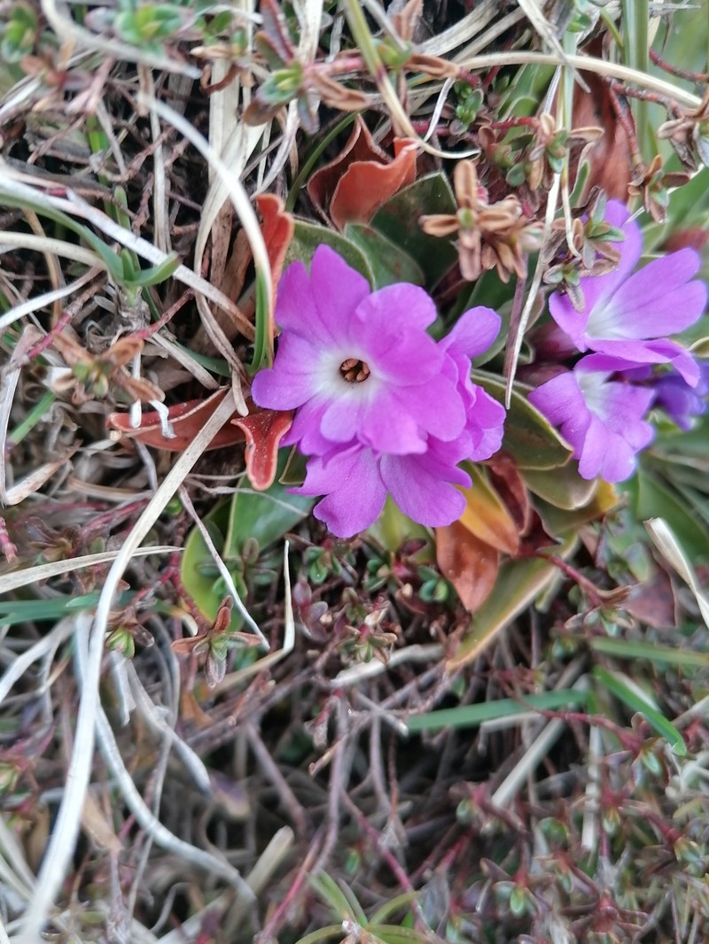 Primula wulfeniana subsp. wulfeniana