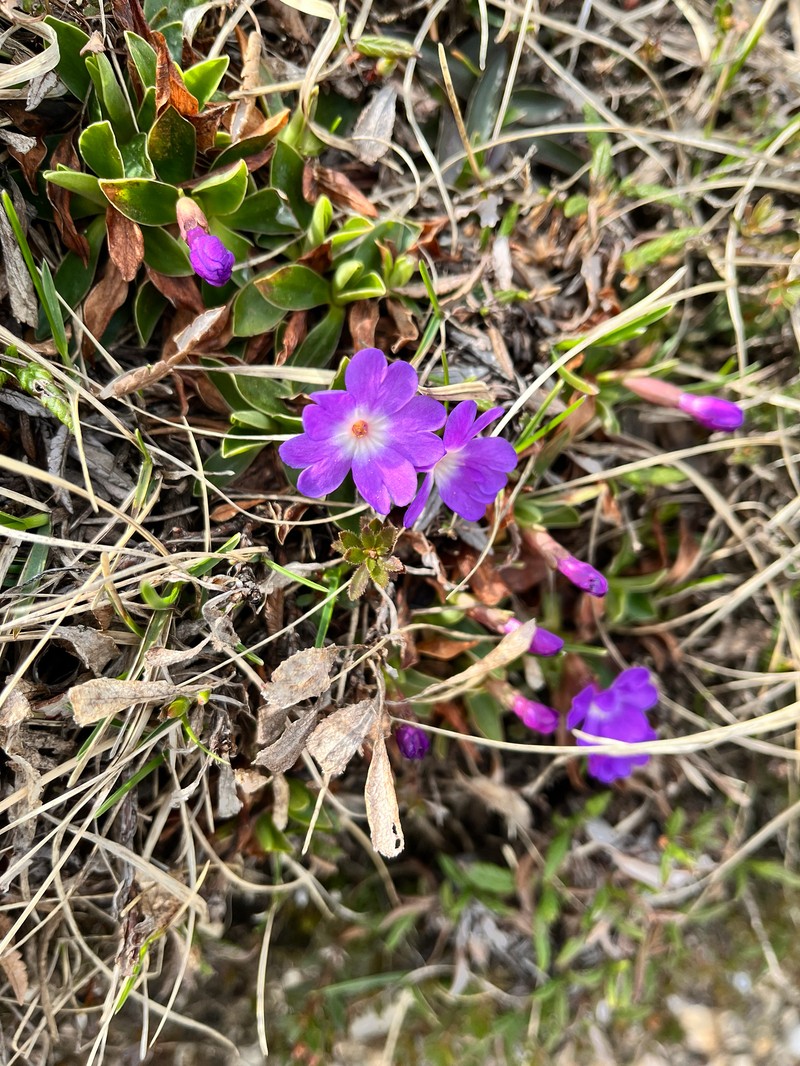 Primula wulfeniana subsp. wulfeniana photo 2