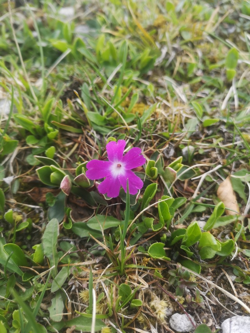 Primula wulfeniana subsp. wulfeniana photo 3