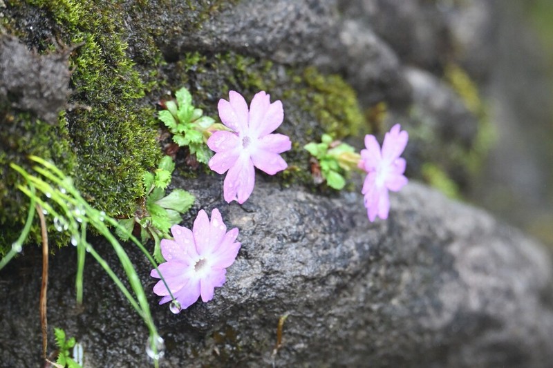 Primula xilingensis
