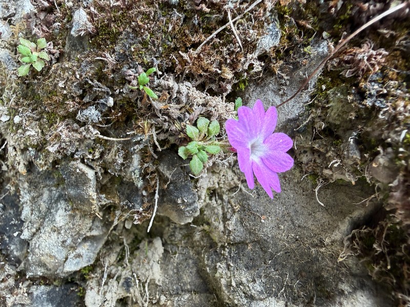 Primula xilingensis photo 2