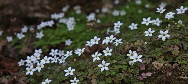 Primula zhexiensis
