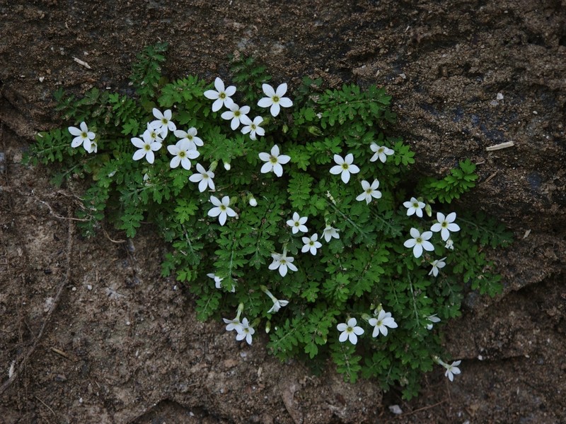 Primula zhexiensis photo 2
